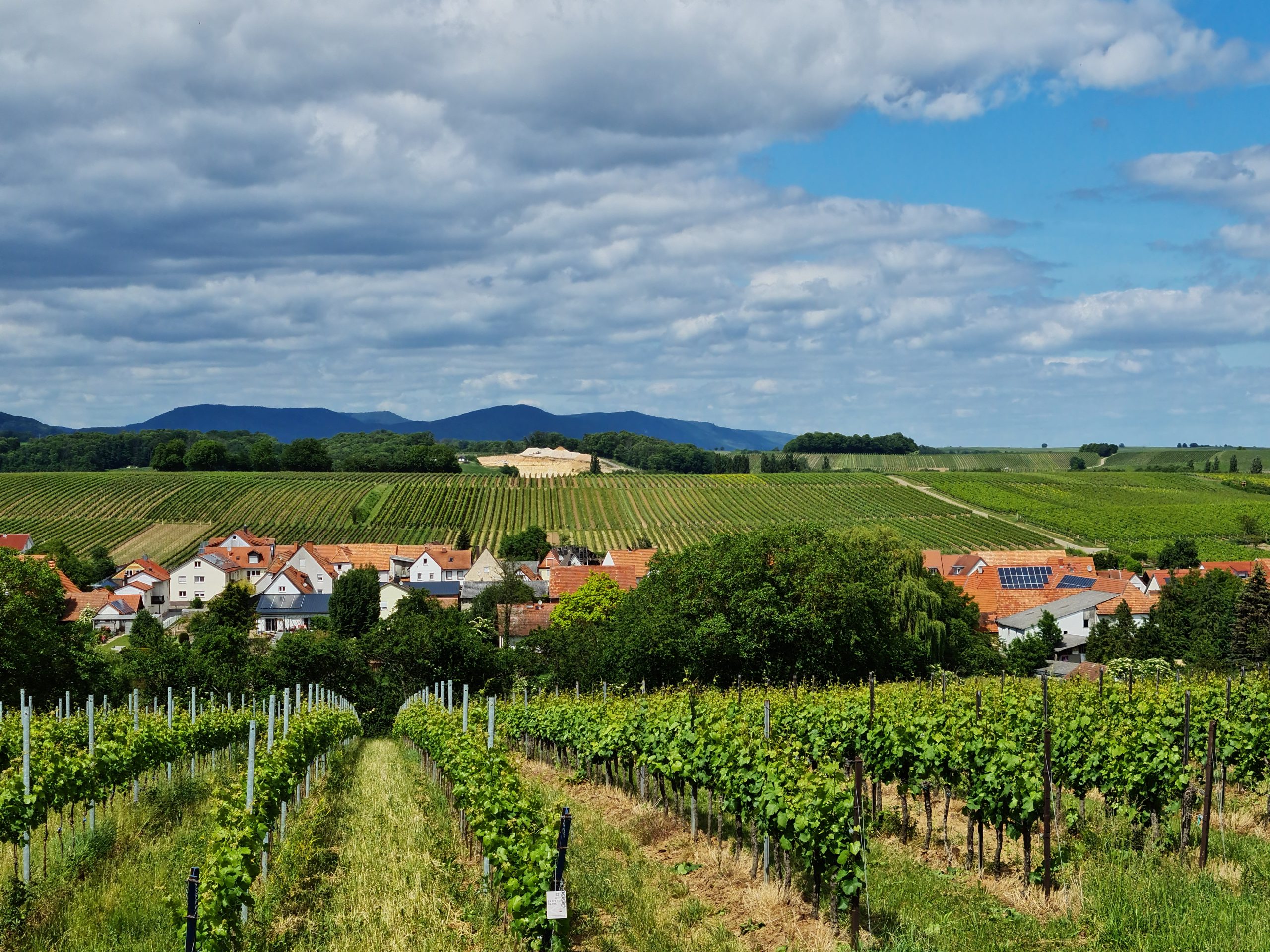 Blick auf Niederhorbach über Weinberge hinwerg