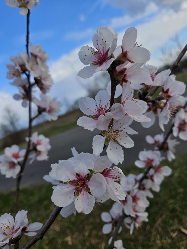 Mandelblütenfest 2026